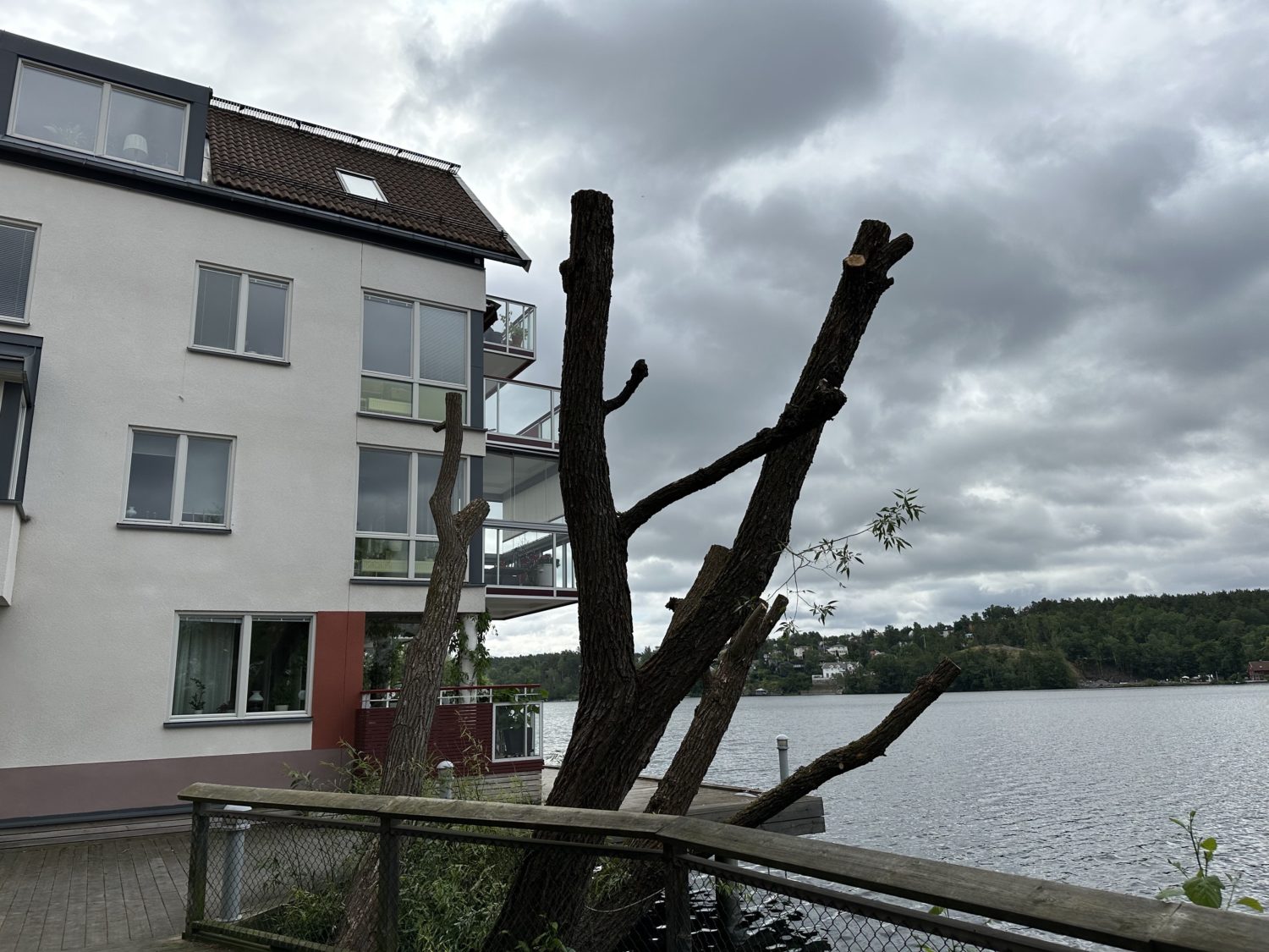 Trädbeskärning pågår under vecka 27 - Järla sjö